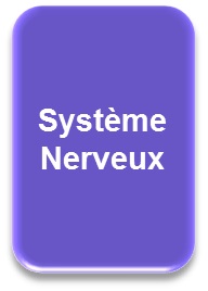 Systme nerveux