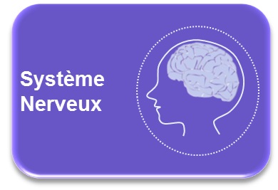 Systme nerveux